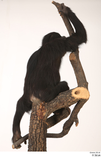 Chimpanzee Bonobo whole body 0006.jpg